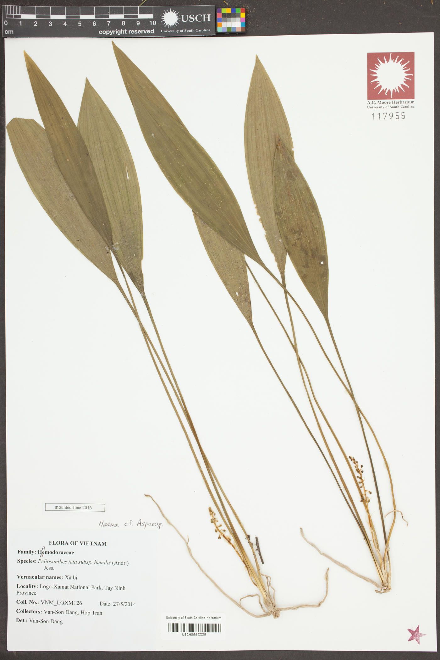 Peliosanthes teta subsp. humilis image