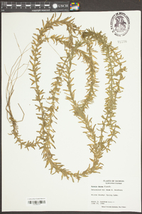 Elodea densa image