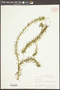 Elodea densa image