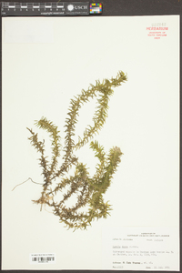 Elodea densa image