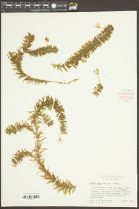 Elodea densa image