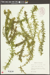 Elodea densa image