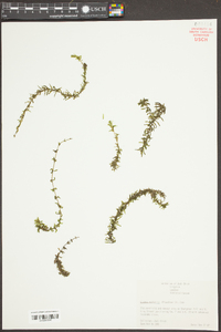 Elodea nuttallii image