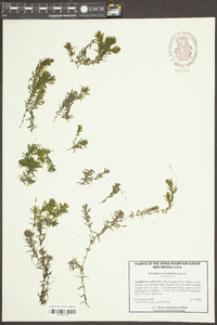 Elodea canadensis image