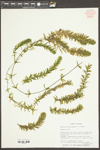 Hydrilla verticillata image