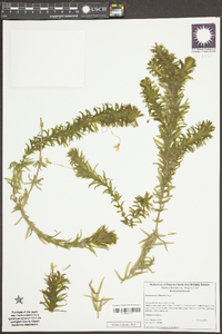 Elodea densa image