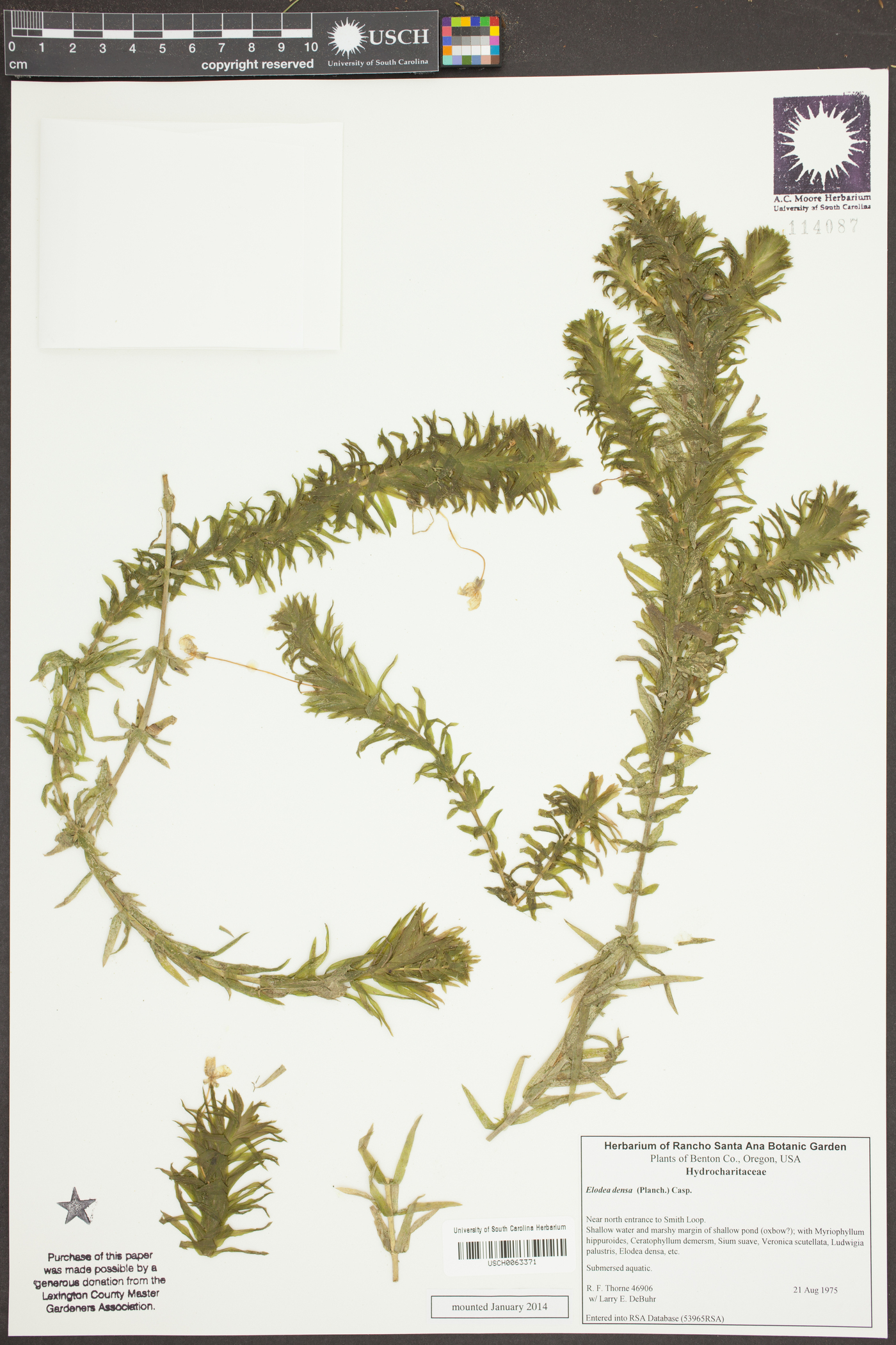 Elodea densa image