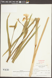 Iris pseudacorus image