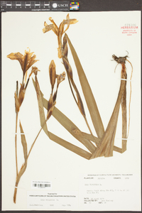 Iris virginica image