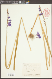 Gladiolus imbricatus image