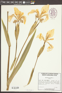 Iris pseudacorus image