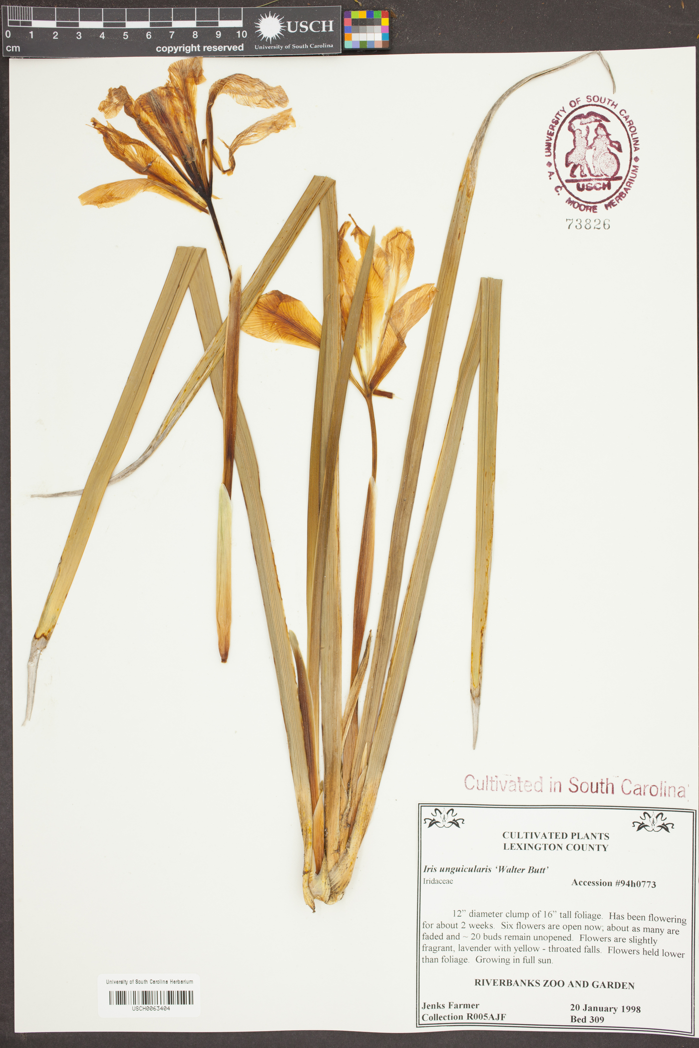 Iris unguicularis image