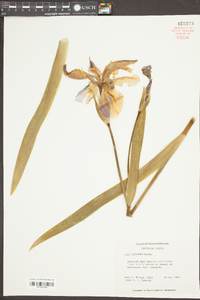 Iris tectorum image