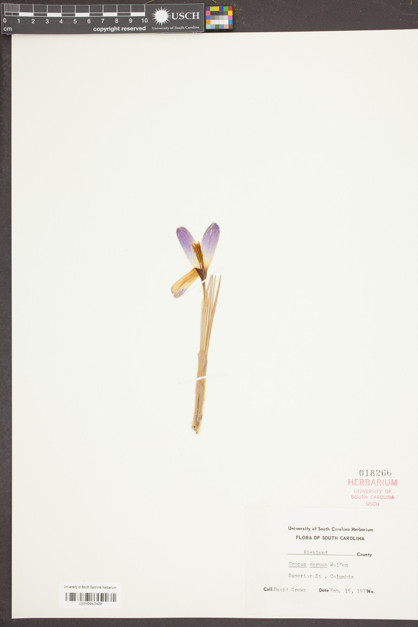 Crocus vernus image
