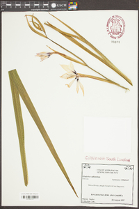 Gladiolus callianthus image