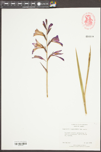 Gladiolus gandavensis image