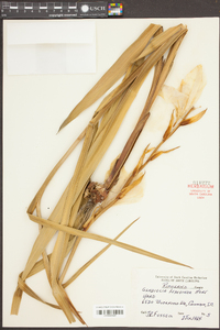 Gladiolus lemoinei image