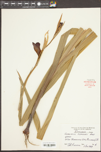 Gladiolus lemoinei image