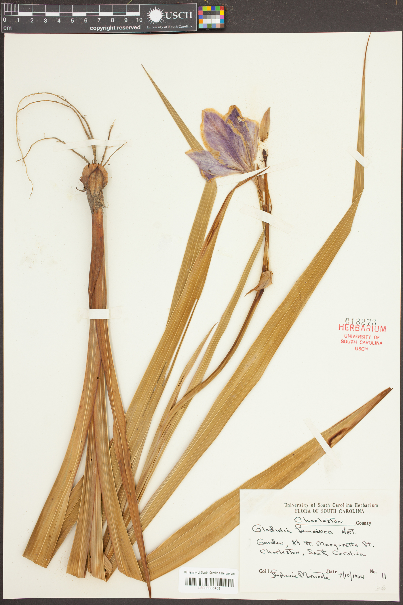 Gladiolus lemoinei image