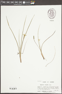 Hypoxis rigida image