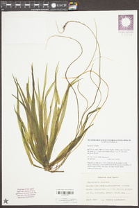 Stratiotes aloides image