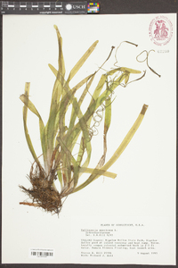 Vallisneria americana image