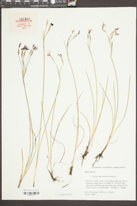 Sisyrinchium atlanticum image