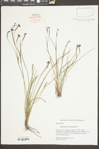 Sisyrinchium atlanticum image