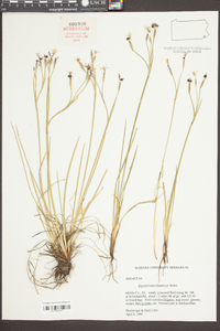 Sisyrinchium atlanticum image