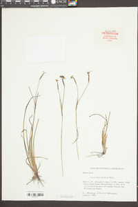 Sisyrinchium atlanticum image