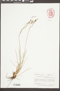 Sisyrinchium atlanticum image