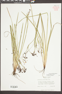 Sisyrinchium atlanticum image