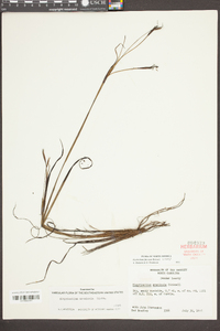 Sisyrinchium arenicola image