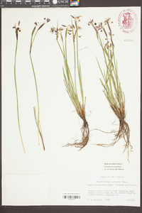 Sisyrinchium mucronatum image