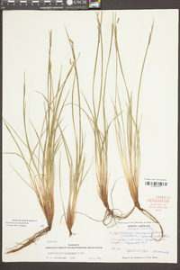 Sisyrinchium mucronatum image