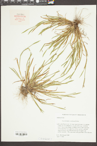 Sisyrinchium rosulatum image