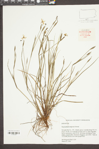 Sisyrinchium langloisii image