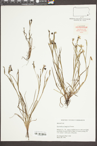 Sisyrinchium langloisii image