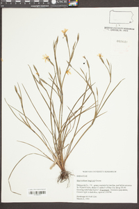 Sisyrinchium langloisii image