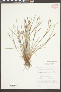 Sisyrinchium langloisii image