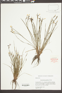 Sisyrinchium sagittiferum image