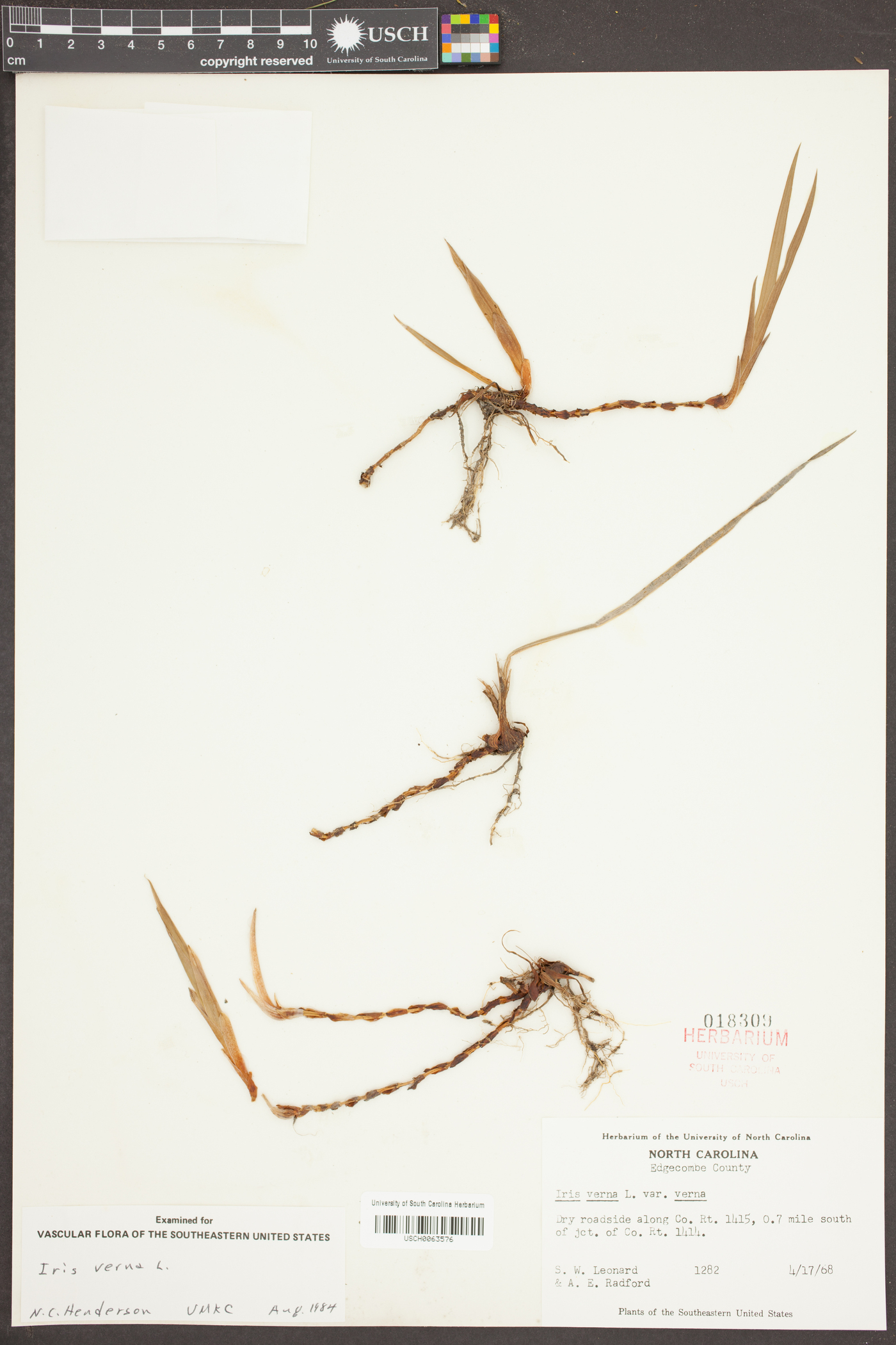 Iris verna var. verna image
