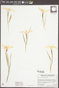 Iris hartwegii subsp. hartwegii image