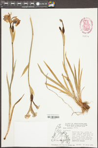 Iris hookeri image