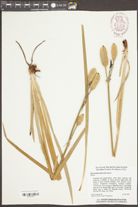 Iris missouriensis image