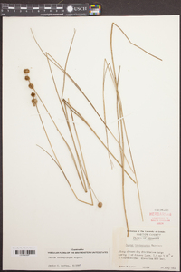 Juncus brachycarpus image