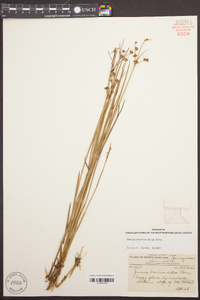 Juncus brevicaudatus image