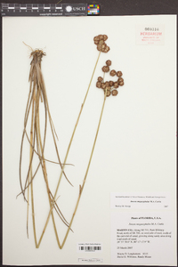 Juncus megacephalus image