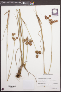 Juncus megacephalus image