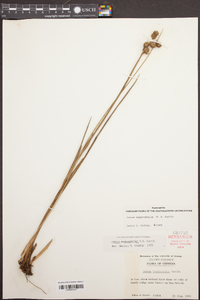 Juncus brachycarpus image